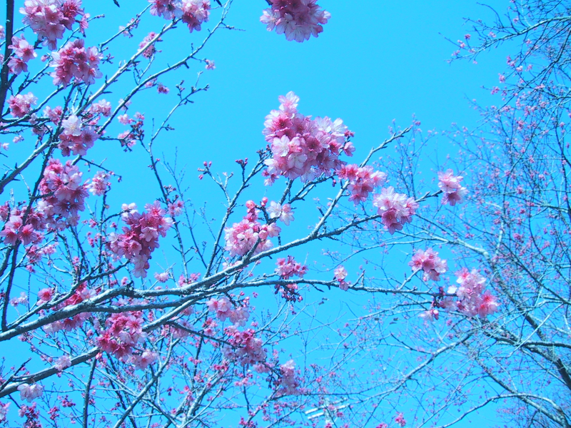 名護の桜
