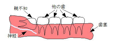 親不知