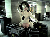 DJ cow